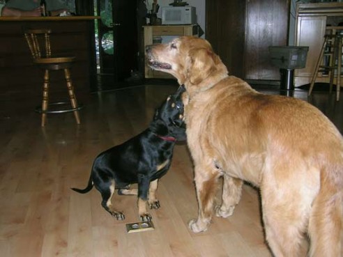 Puppy Noche with Charlie