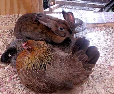 Franny, Glo and Feather Jo