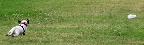 Dottie chases the bunny Dottie chases the bunny