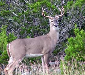 buck in our yard