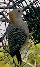 golden shafted woodpecker